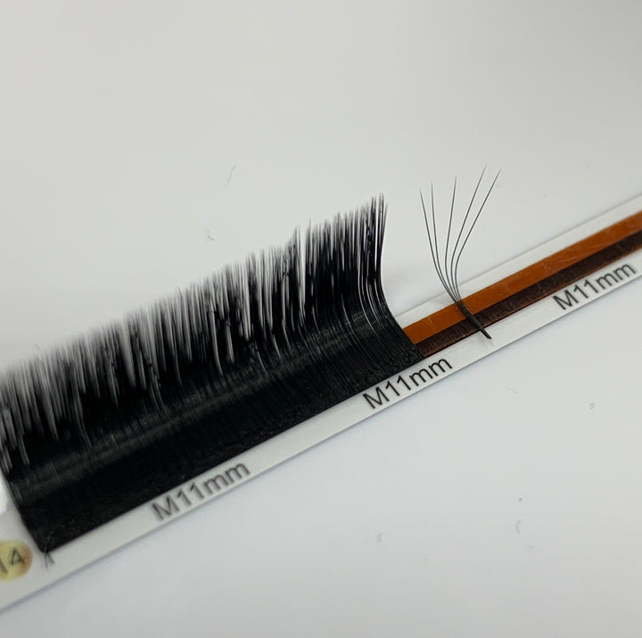 A pair of Lash Tribe&